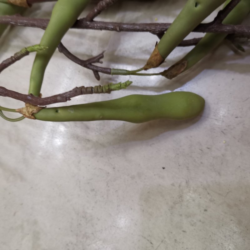 蔬菜豆角/仿真植物/仿真蔬菜豆角产品图