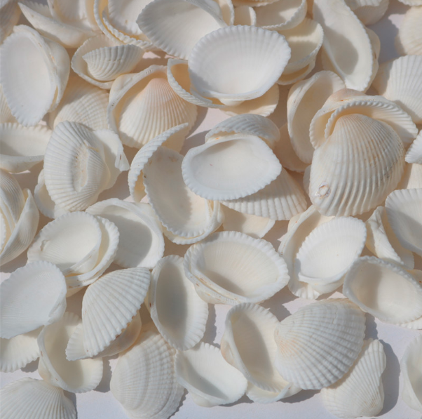 天然贝壳海螺 白色贝壳白椰贝鱼缸水族装饰毛贝贴墙DIY500克详情图1