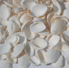 天然贝壳海螺 白色贝壳白椰贝鱼缸水族装饰毛贝贴墙DIY500克