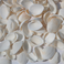 天然贝壳海螺 白色贝壳白椰贝鱼缸水族装饰毛贝贴墙DIY500克图