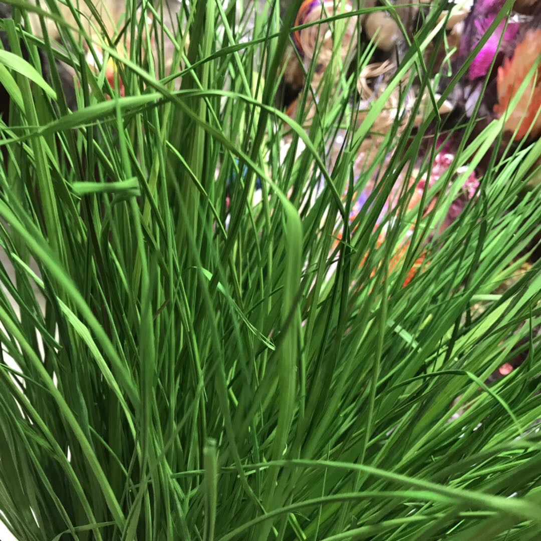 仿真草北欧风绿植仿真芦苇狗尾草盆栽客厅服装店装饰品摆件花橱窗细节图