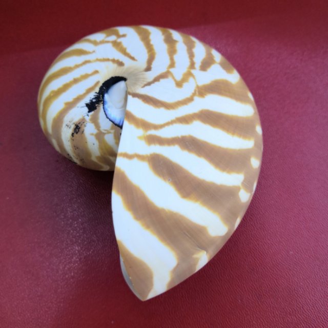 Nautile display aquarium fish tank dedicated to the decoration of handicrafts conch model thumbnail