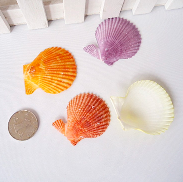 海螺贝壳工艺材料七彩贝螺地中海创意手工素材水族用品配件详情图2