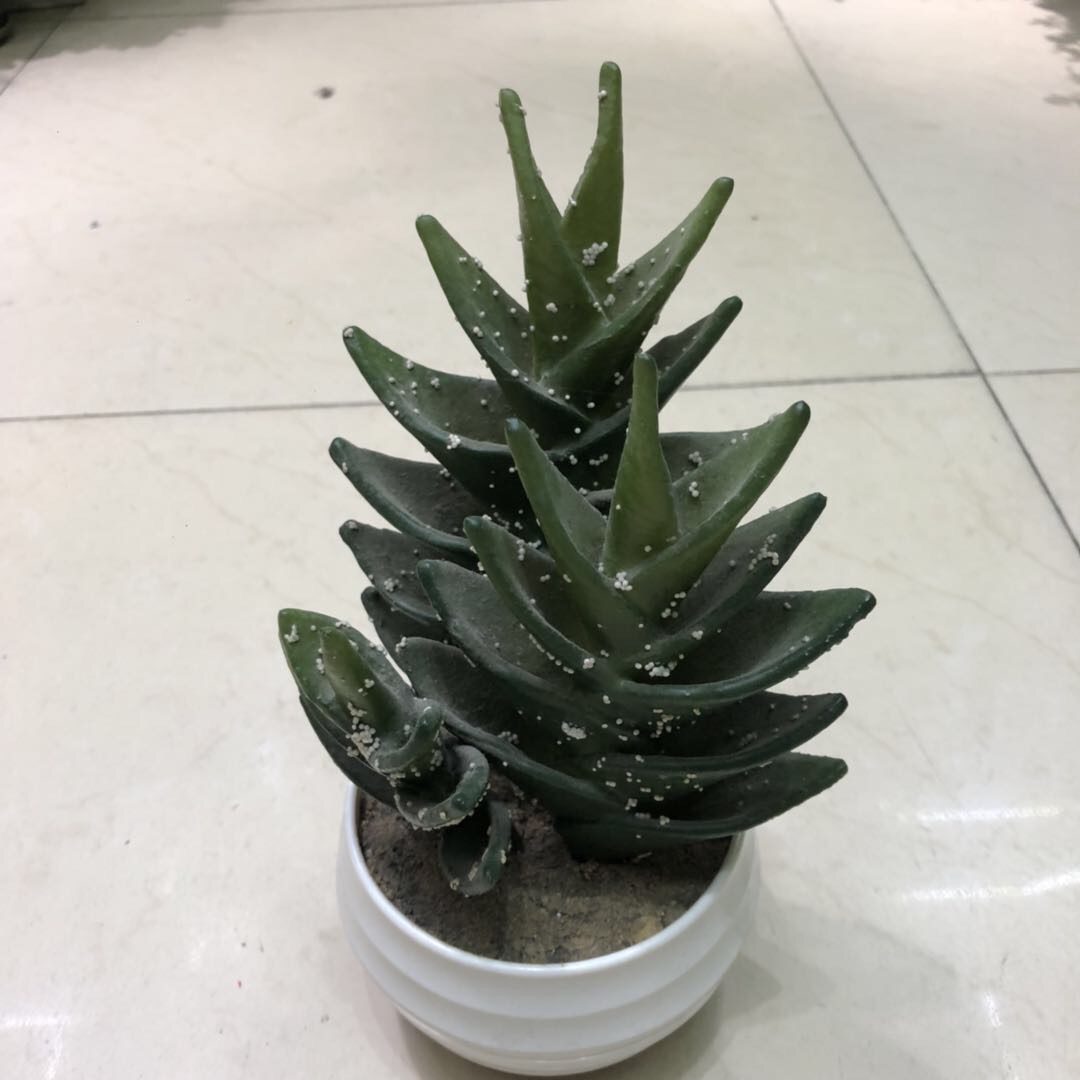 Artificial plant bonsai, potted cacti, green plants, succulents, artificial trees, plants with POTS, decorative gifts, ornaments, artificial flowers Specification image