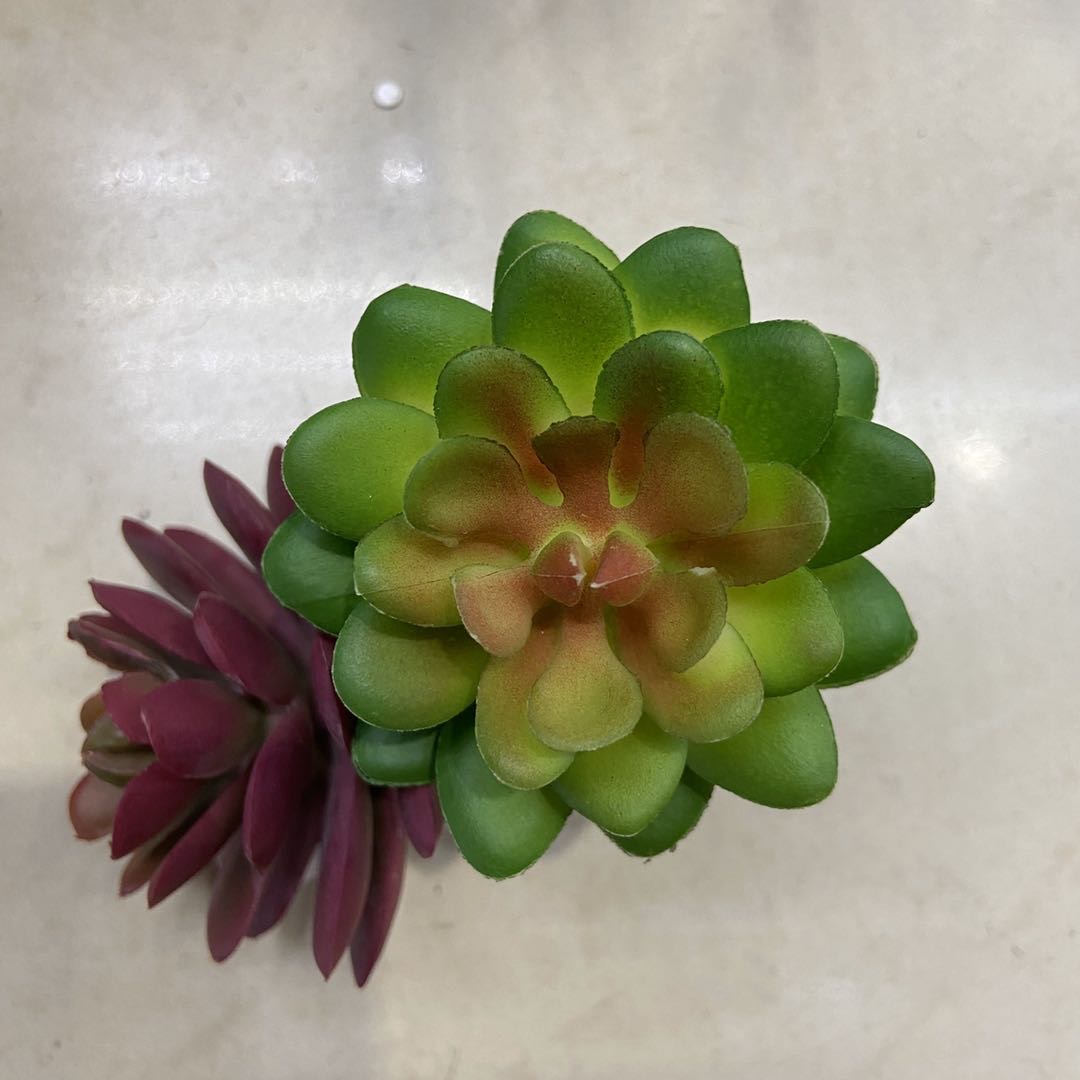 仿真多肉植物肉肉植物组合小花卉盆栽批发室内多肉平石莲植物新款厂家直销