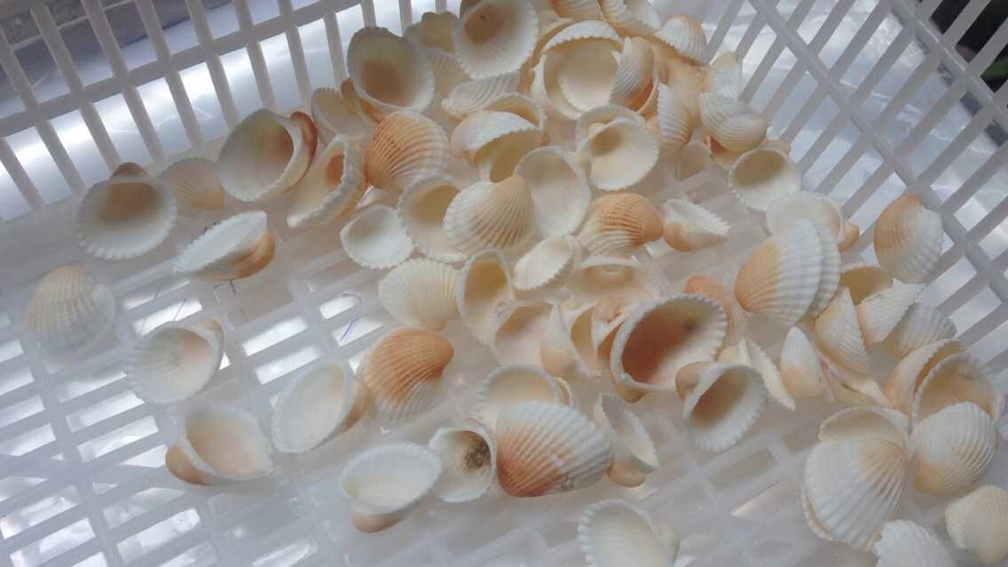 天然海螺贝壳扇贝水族装饰海沙底饰鸟尾蛤产品图