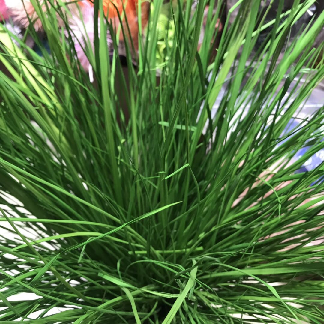 仿真草北欧风绿植仿真芦苇狗尾草盆栽客厅服装店装饰品摆件花橱窗产品图