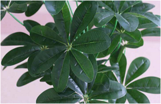 Self-Produced And Self-Marketing Simulation Plant Simulation Leaves Simulation Bamboo Bonsai True Bamboo Pole Bamboo Tip Wholesale details Picture