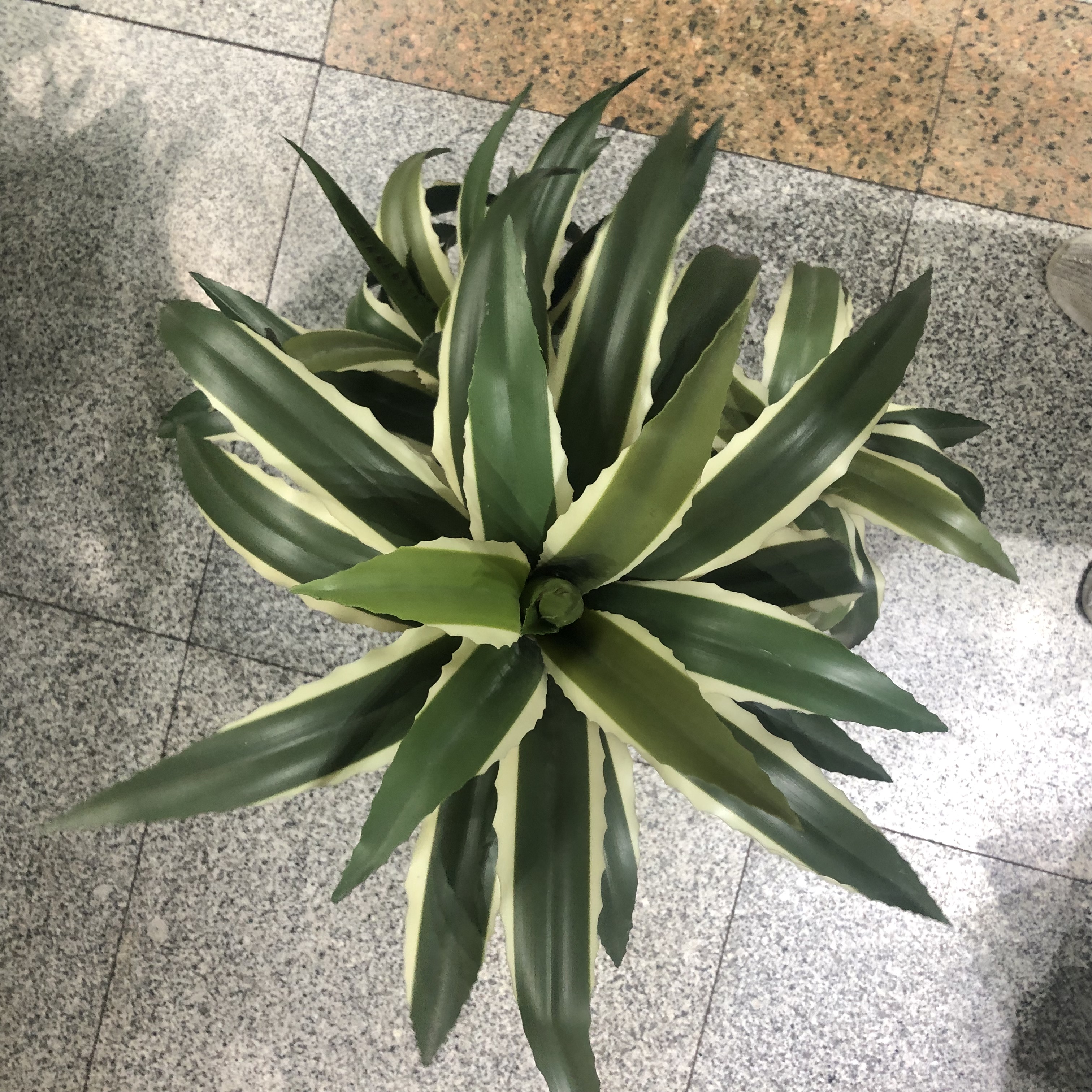 3头龙舌兰仿真大型植物装饰盆景落地绿植摆件