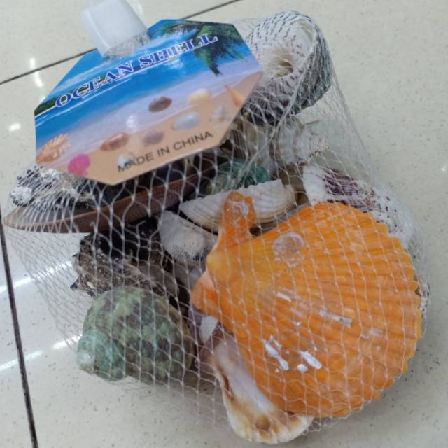 可爱海洋贝壳 装饰贝壳