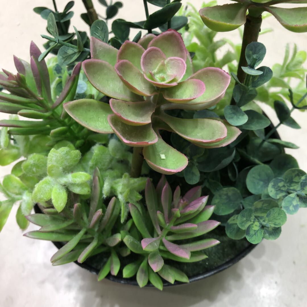 Money tree succulent plant, Money tree old stem multi-head green plant potted plant, desktop flower with potted plant details Picture