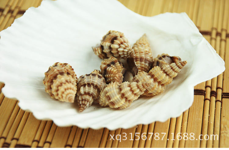 松子螺天然海螺贝壳时尚装饰品鱼缸水族箱海沙底饰3-4CM