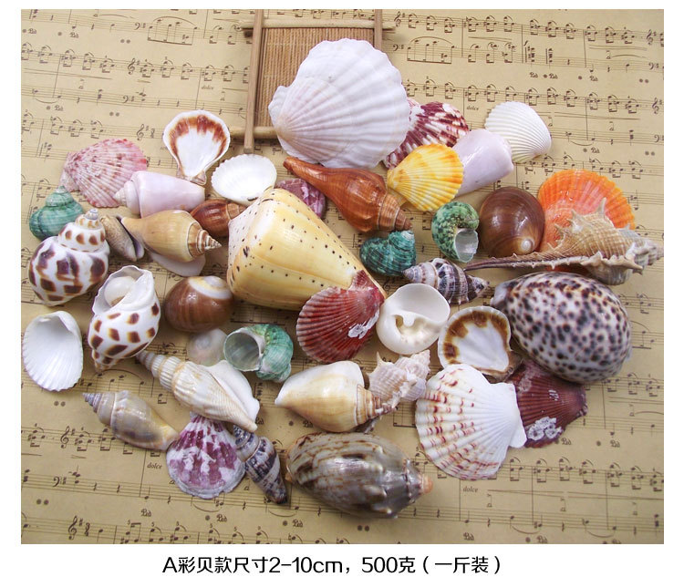 贝壳500克鱼缸造景海螺鱼缸贝壳海螺鱼缸装饰天然贝壳海螺造景产品图