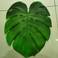 绿色植物造型餐垫造型新颖餐垫特色餐垫（36327）图