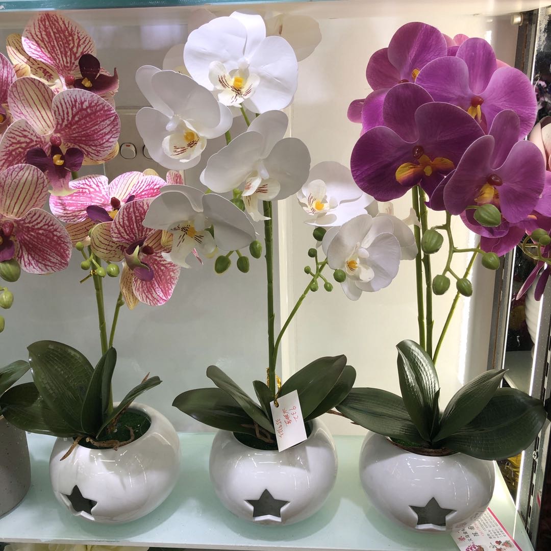 Phalaenopsis Big Pot Mixed Color Garden Small Fresh Decoration Home Photography Accessories Manufacturers Direct Sales