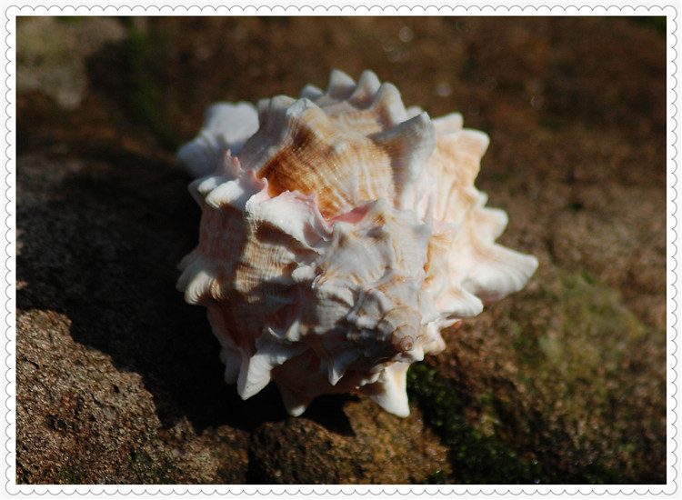 天然海螺精选标本大海螺贝壳收纳送人收藏礼品礼物送朋友胭脂骨螺产品图