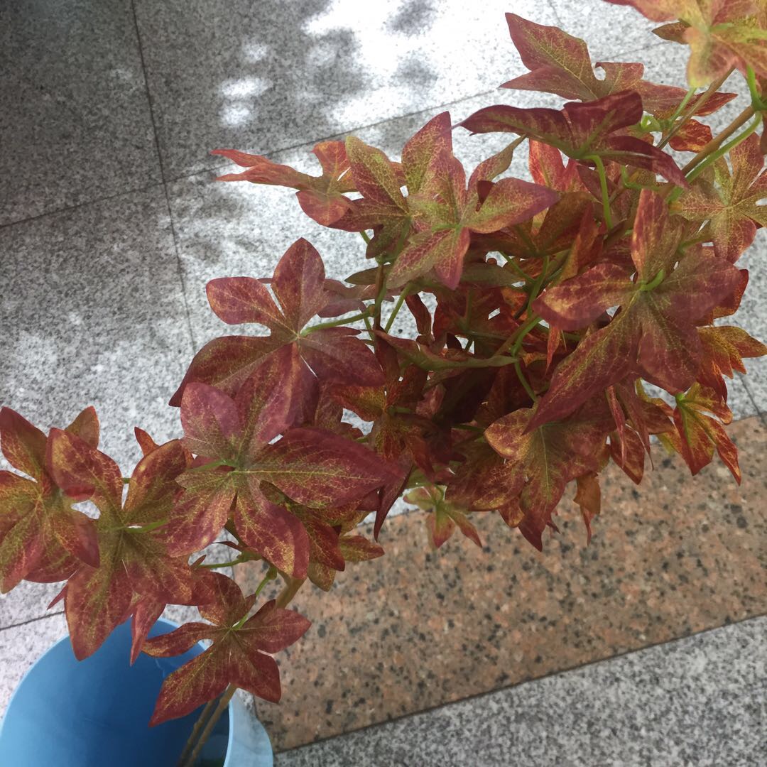 Maple leaf living room decoration decoration dry flower decoration