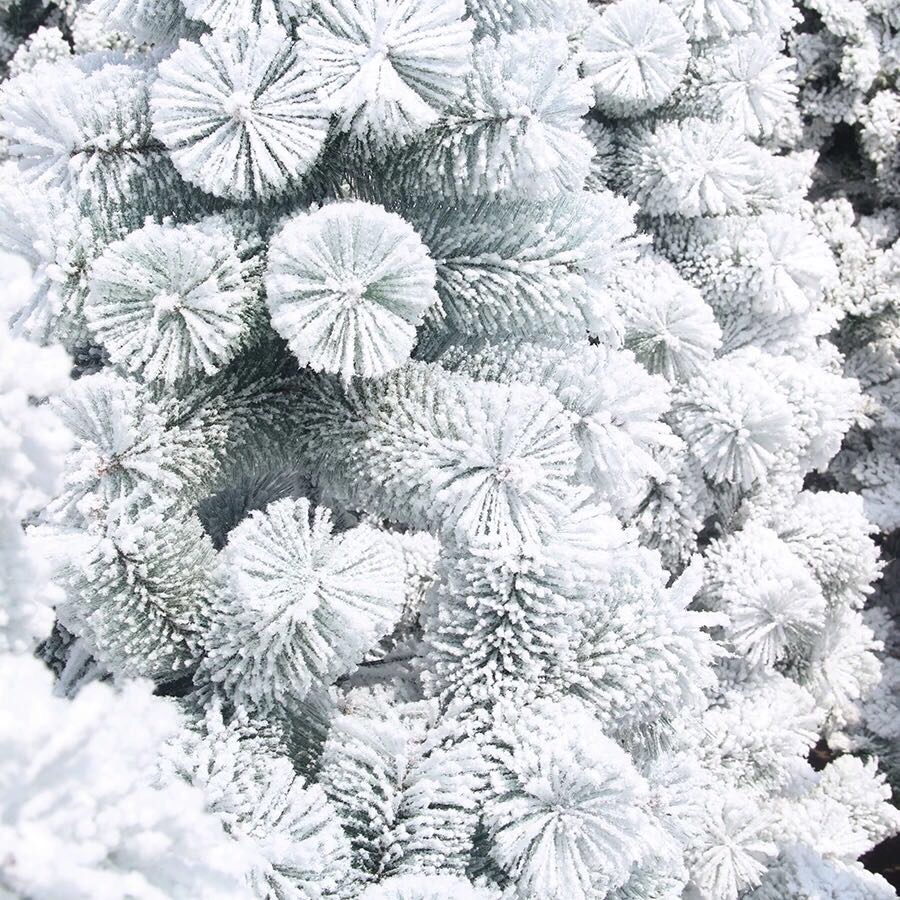 Velvet tree, snowfall Christmas tree, home pine needle snowflake Christmas tree, 1.5 meters, 1.8 meters, 2.1 meters, encrypted Christmas tree details Picture