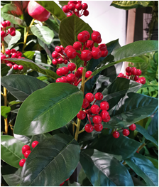 Self-Produced And Self-Marketing Simulation Plant Simulation Leaves Simulation Bamboo Bonsai True Bamboo Pole Bamboo Tip Wholesale details Picture