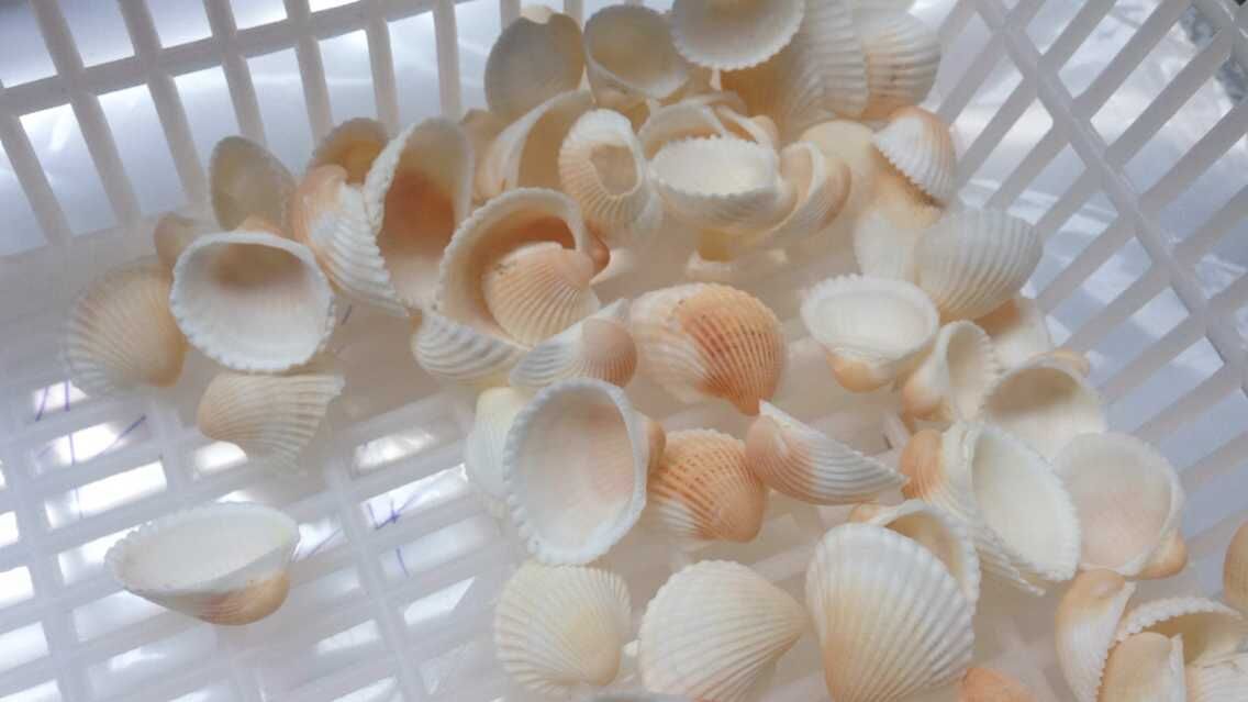 天然海螺贝壳扇贝水族装饰海沙底饰鸟尾蛤细节图