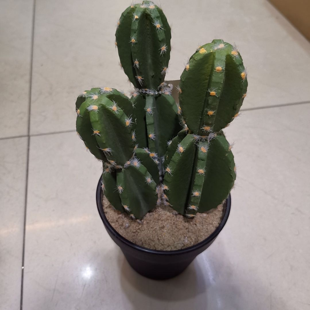 Plastic cactus simulation potted plant, a fresh and simple rural decorative item Specification image