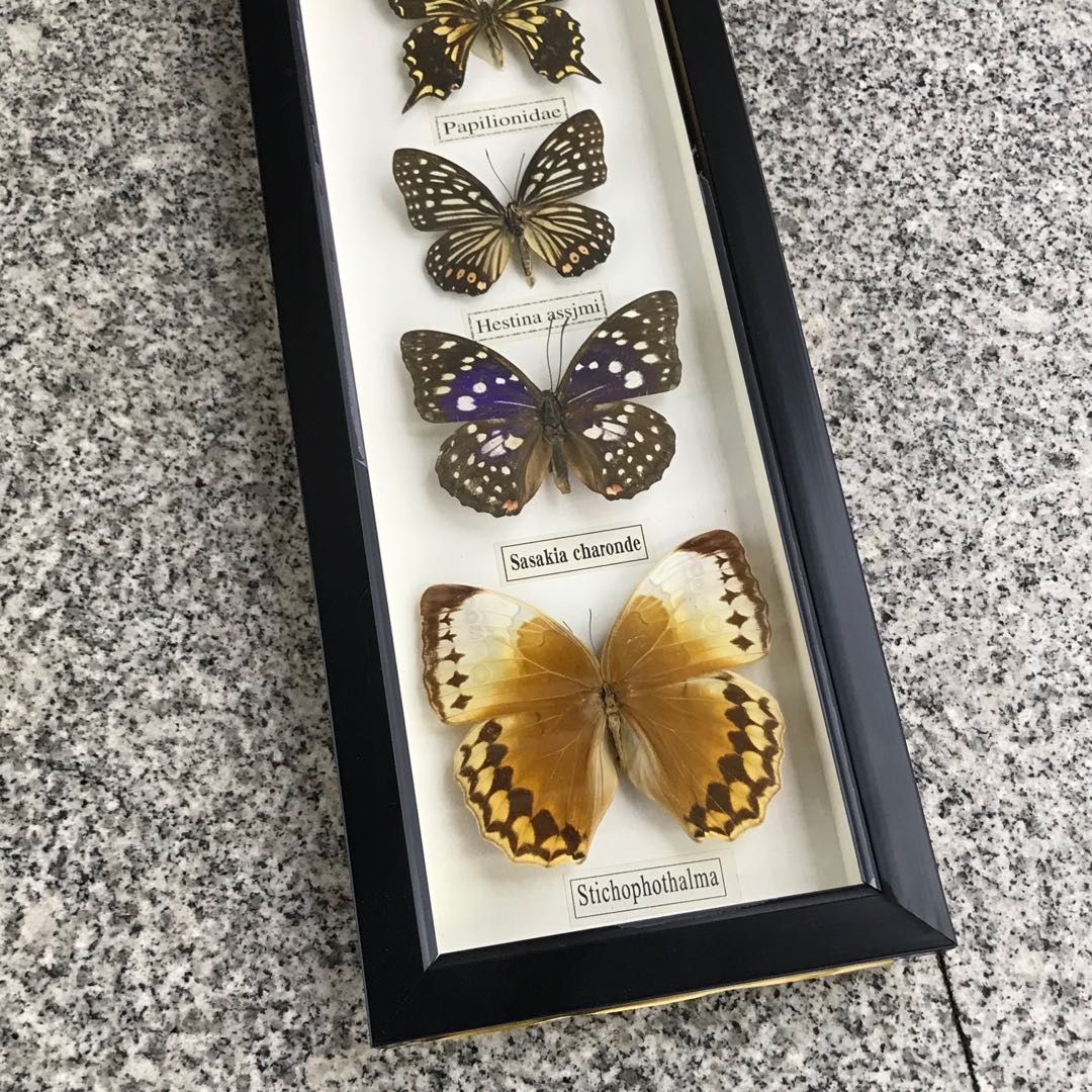 天然真蝴蝶标本相框 工艺品摆件收藏品动物标本送礼佳品画框大号细节图