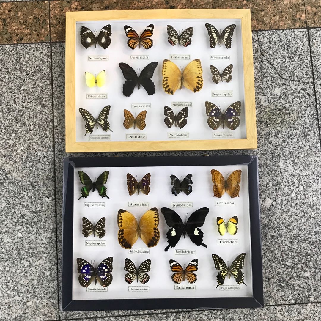 新品真蝴蝶标本相框组合画框家居手工装饰工艺品生日礼品墙画