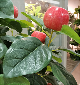 Self-Produced And Self-Marketing Simulation Plant Simulation Leaves Simulation Bamboo Bonsai True Bamboo Pole Bamboo Tip Wholesale details Picture