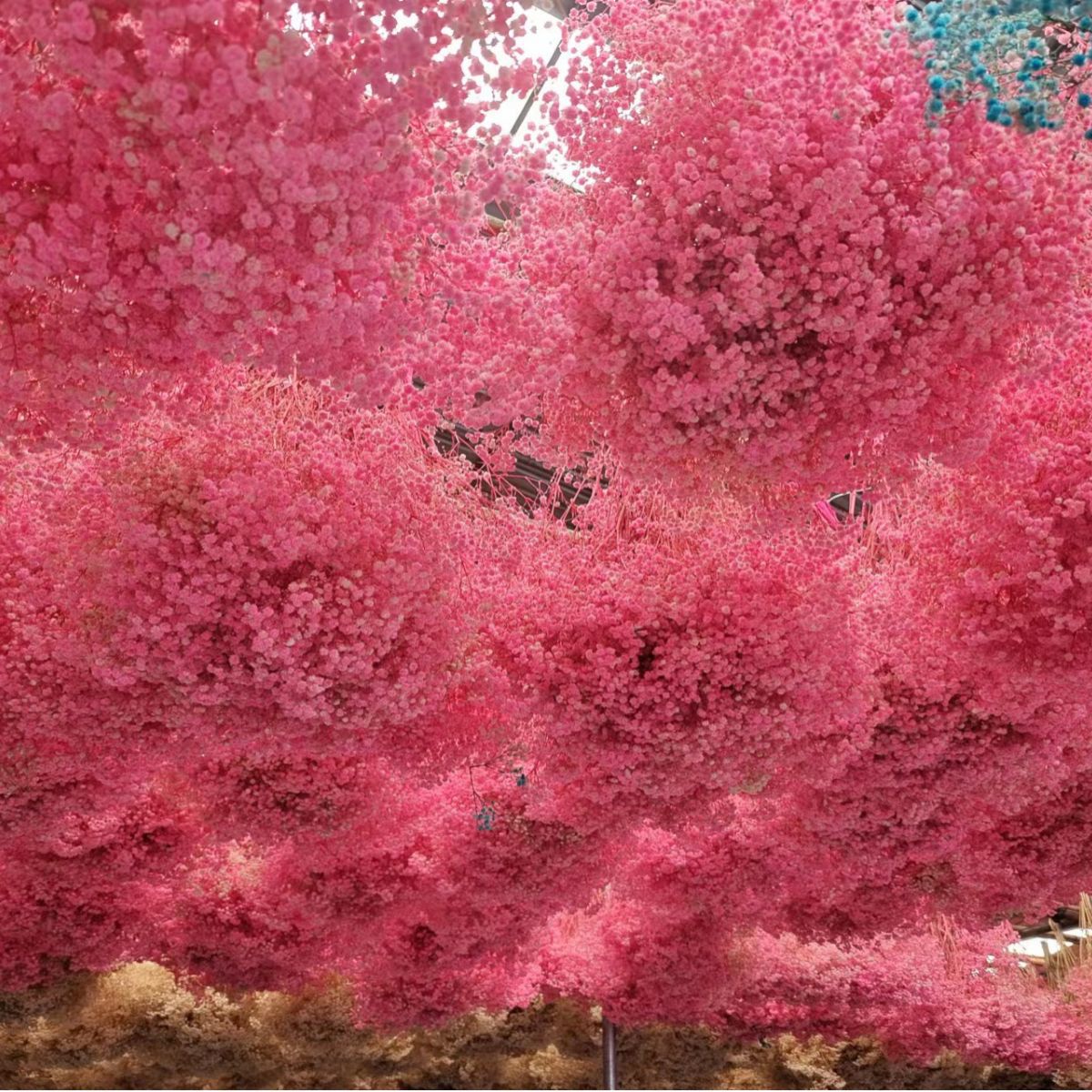 Yunnan Yongsheng Mantianxin dried flowers wholesale Yongsheng Mantianxin Wholesale Mantianxin large wholesale 175