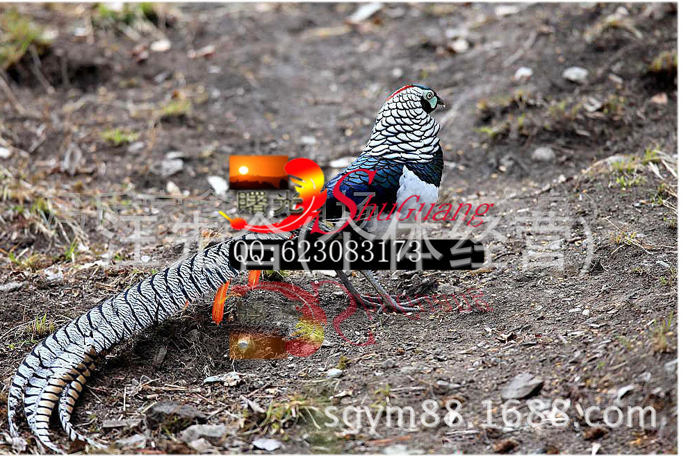 厂家直销铜鸡尾尺寸齐全.天然羽毛环保颜色多种色彩靓丽。细节图