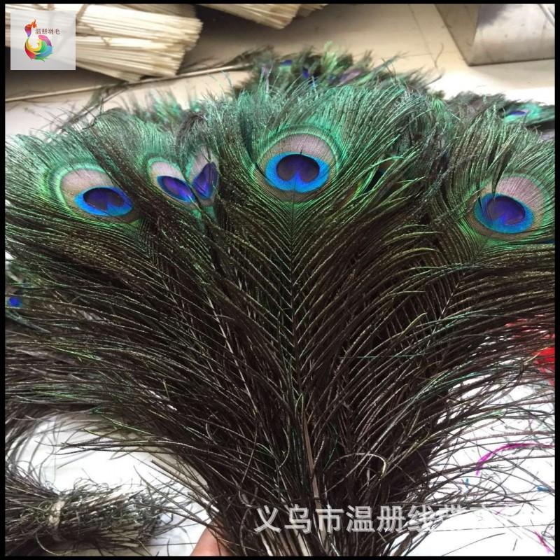温册羽毛现货大量销售孔雀毛70-80cm印度天然兰孔雀开屏尾加长白底实物图