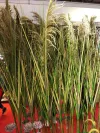 Bionic reed, pink muhly grass, sunny grass, indoor decorative green plants, potted plants, simulation plants, wedding props, decorative dogtail grass Application Scenario