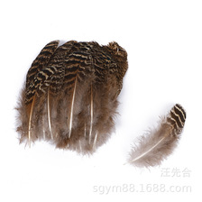批发孔雀花斑羽毛10-15公分 自然色 饰品服饰配件羽毛
