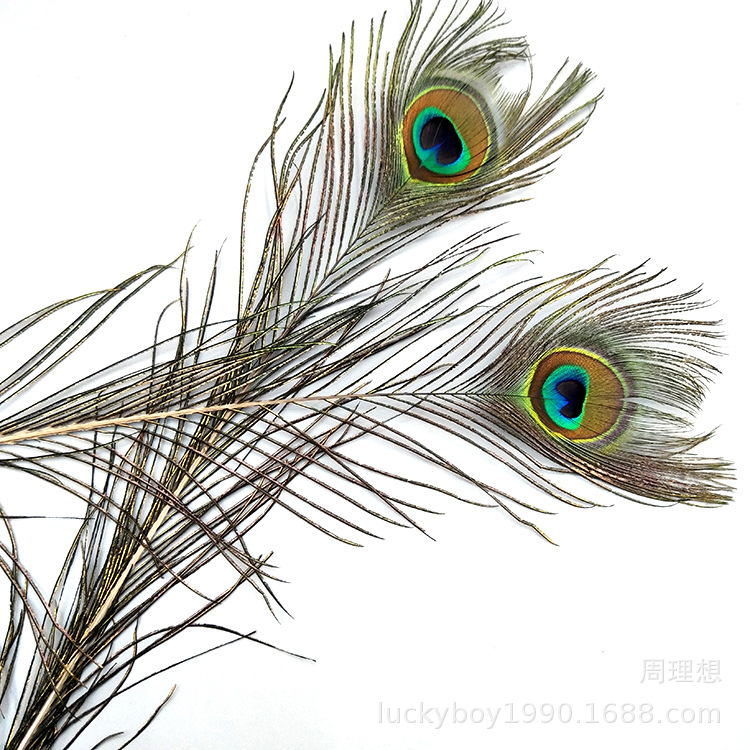 孔雀毛100/插花家居摆设白底实物图