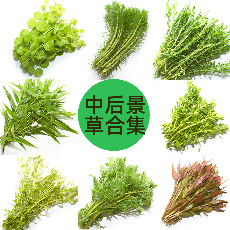 水草鱼缸造景活体中后景虎耳中柳水族绿菊绿宫廷水芹紫红丁香