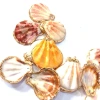 【 Small Wholesale 】 Natural Shell Scallop Gold-plated edge Pendant -32x40-35x45mm Specification image