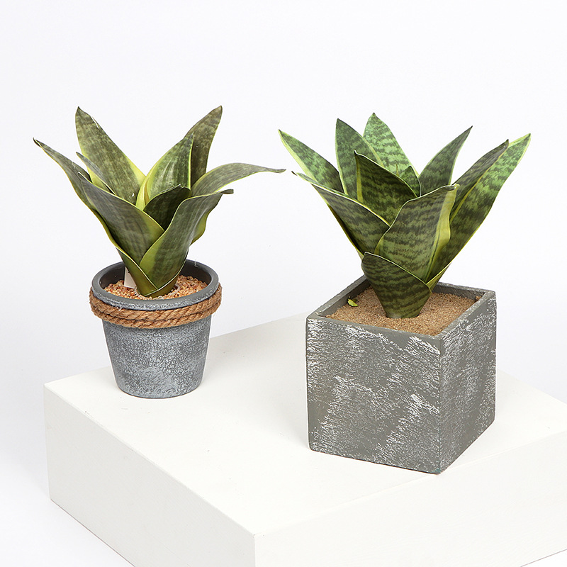 Simulation Flower Green Plant Fleshy Tiger Piran Bonsai Decoration Indoor Living Room Decoration Photography Props Manufacturers Direct Sales