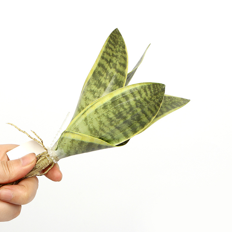 Simulation Flower Green Plant Fleshy Tiger Piran Bonsai Decoration Indoor Living Room Decoration Photography Props Manufacturers Direct Sales Application Scenario