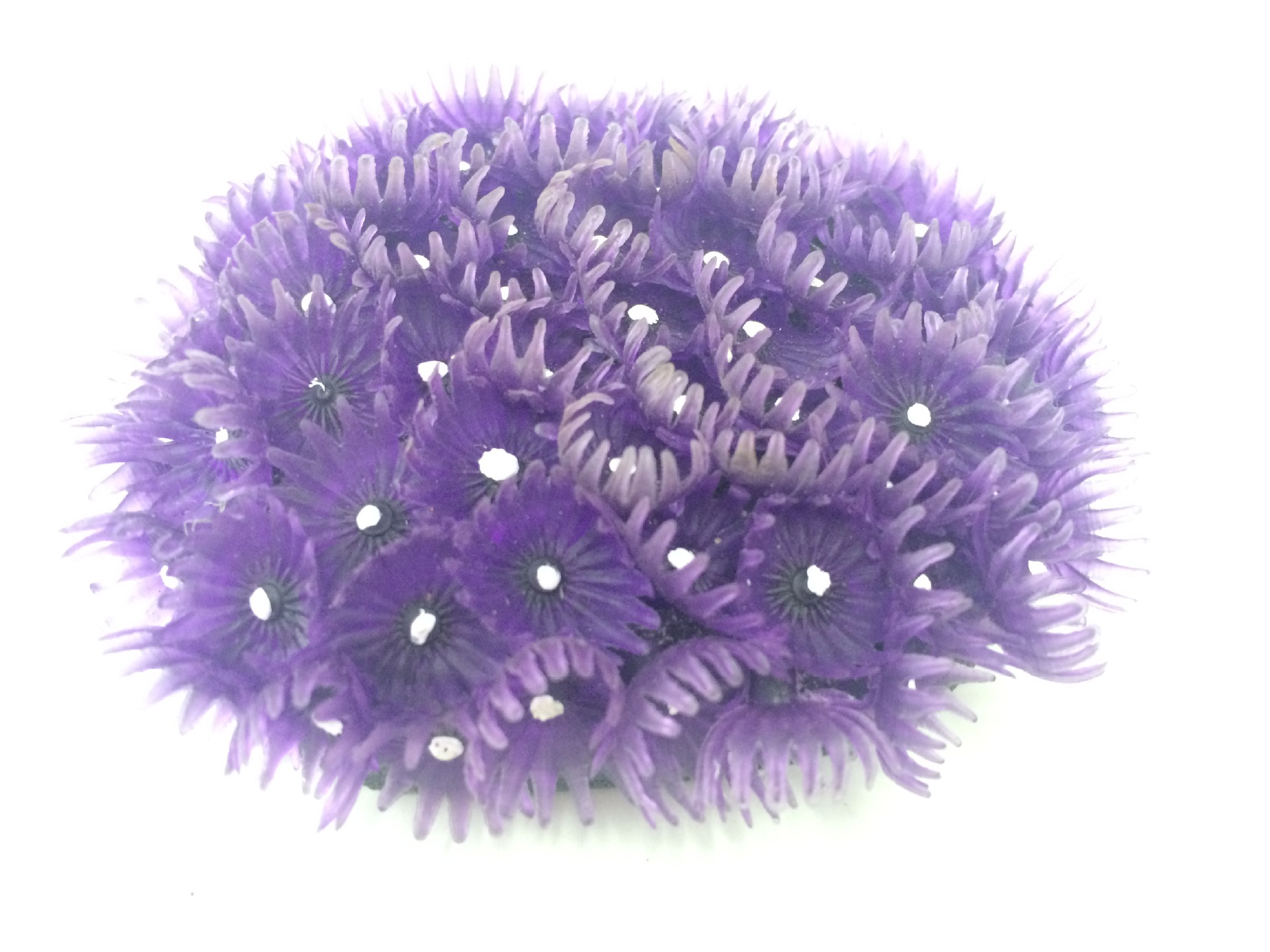 鱼缸仿真珊瑚 水族树脂工艺品造景装饰 紫色小珊瑚海胆球 批发图