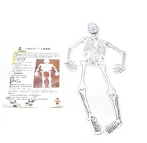 Children's toys technology small production of homemade human skeleton model assembly