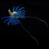 Wholesale of fish tank landscaping decorations, including simulated flying snails, fluorescent snails, and simulated jellyfish Specification image