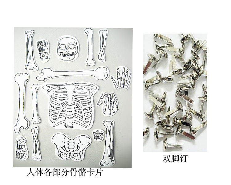 Children's toy technology small project: Self-made human skeleton model assembly