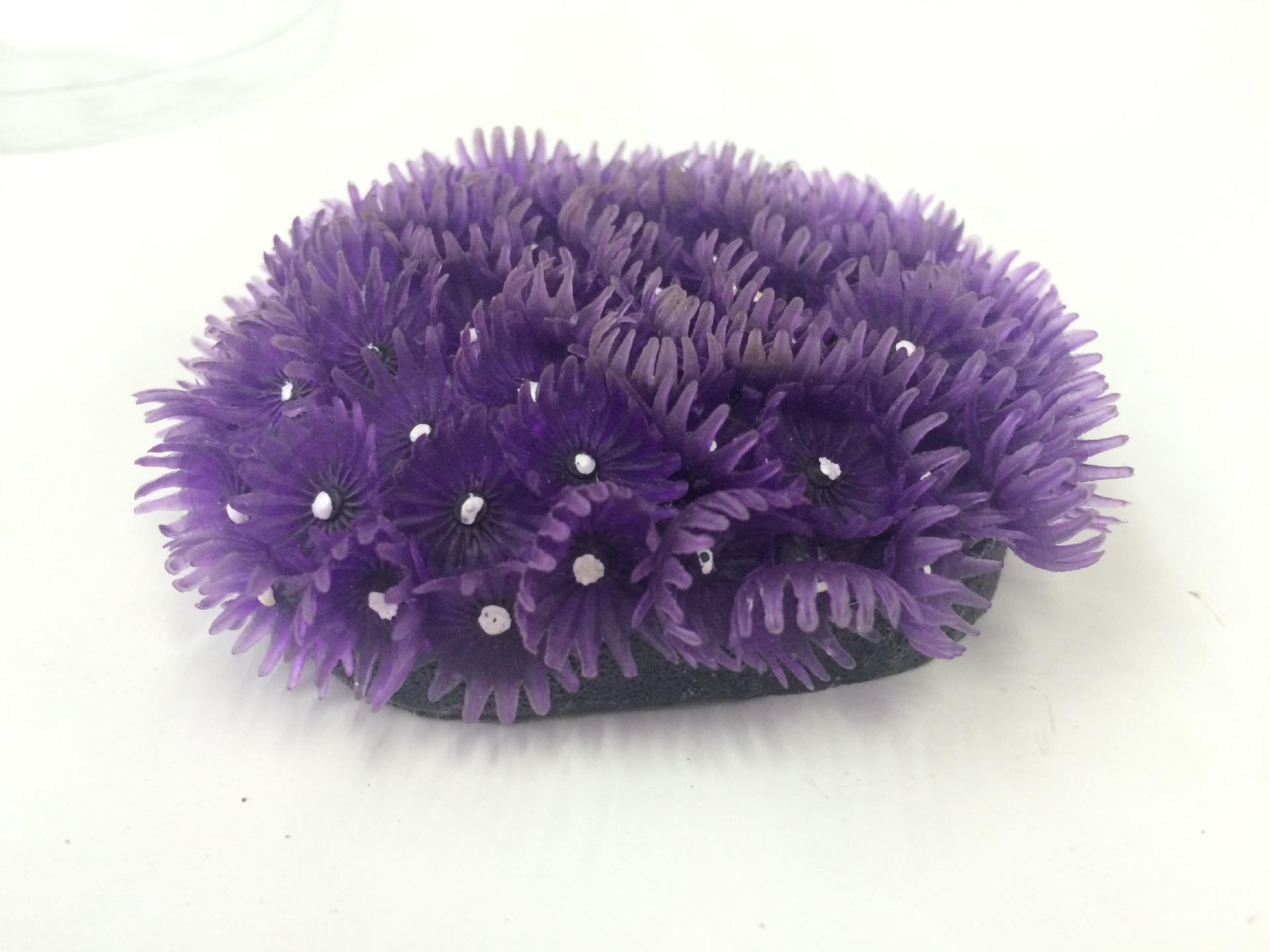 鱼缸仿真珊瑚/水族树脂工艺品造景装饰/紫色小珊瑚海胆球/批发细节图