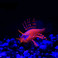 高仿真鱼荧光狮子鱼热带/发光观赏鱼水族鱼缸装饰/水族箱造景批发产品图
