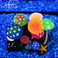 宝杰鱼缸造景装饰仿真水草珊瑚荧光观赏鱼缸水族箱用品外贸批发图