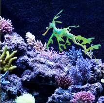 鱼缸造景 仿真动物海龙 荧光珊瑚水草 水族箱装饰用品批发