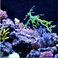鱼缸造景 仿真动物海龙 荧光珊瑚水草 水族箱装饰用品批发图