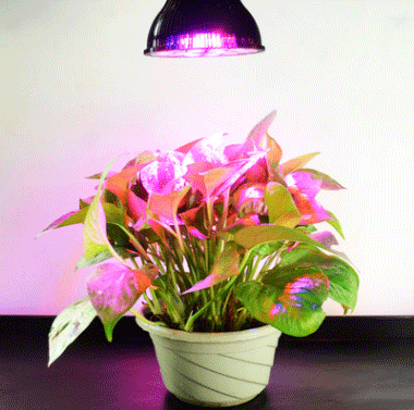 LED植物生长灯 12*3W植物补光灯 室内植物补光灯温室种植详情图2