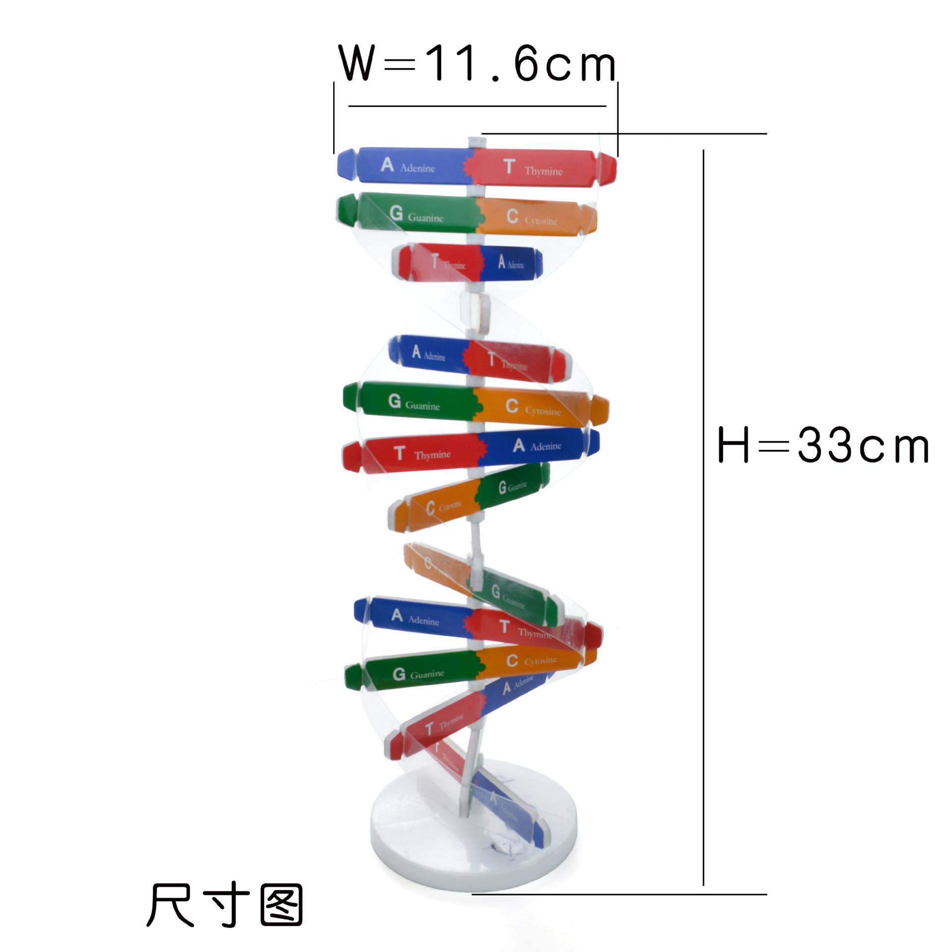 diy biological experiment equipment and popular science teaching AIDS for human gene DNA model double helix technology small making Specification image