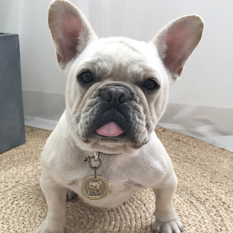 Custom Small, Medium And Large Dog Id Card Dog Metal Schnauzer Necklace Pet Anti-Loss Relief Bronze Dog Tag details Picture
